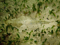 Platycephalus fuscus