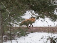 Vulpes vulpes rubricosa