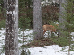 Vulpes vulpes rubricosa