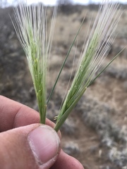 Elymus elymoides brevifolius