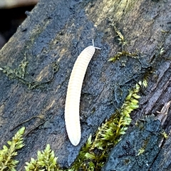 Polyzoniidae