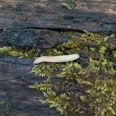 Polyzoniidae