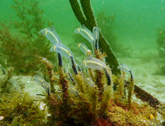 Clavelina meridionalis