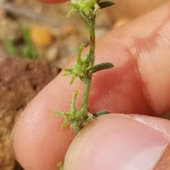 Harpagonella palmeri