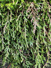 Selaginella wallacei image