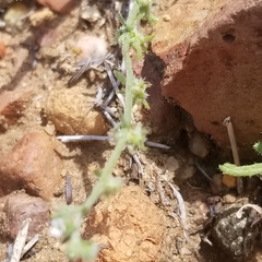 Harpagonella palmeri