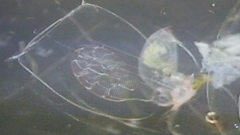 Favella