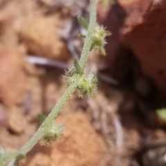 Harpagonella palmeri