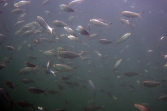 Herklotsichthys castelnaui