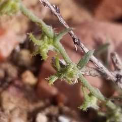 Harpagonella palmeri