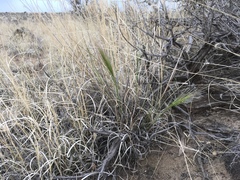Elymus elymoides brevifolius