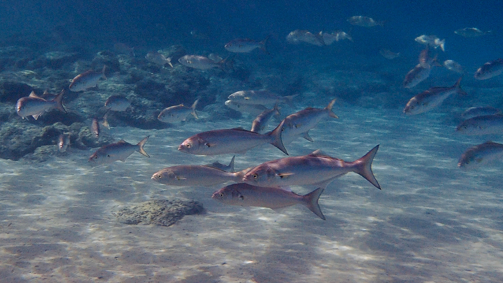 Foto de Anjova (Pomatomus saltatrix)
