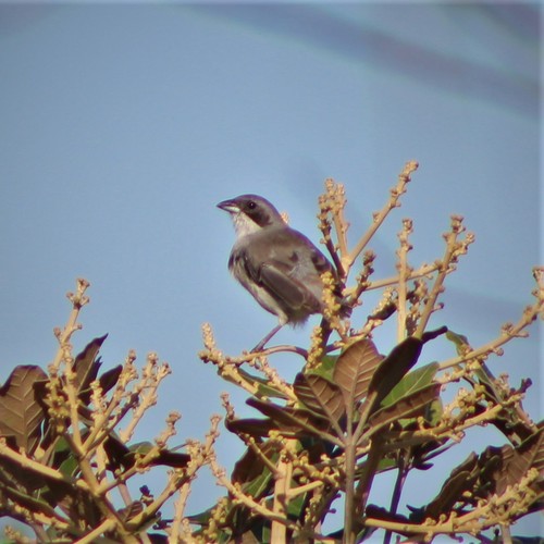 Shrike-like Tanager (Neothraupis fasciata), photo 10