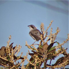 Neothraupis fasciata