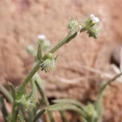 Harpagonella palmeri