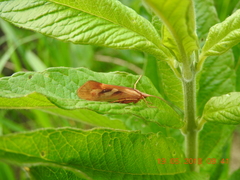 Limnephilus rhombicus