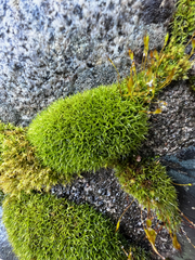 Hymenoloma crispulum