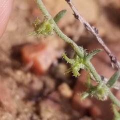 Harpagonella palmeri