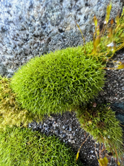 Hymenoloma crispulum