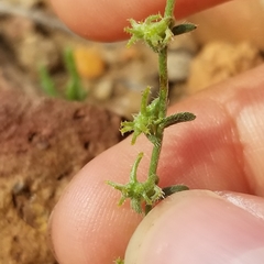 Harpagonella palmeri