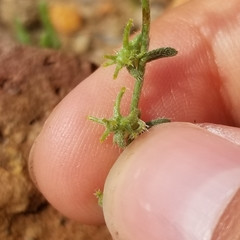 Harpagonella palmeri