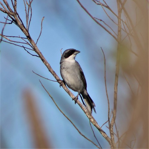 Shrike-like Tanager (Neothraupis fasciata), photo 7