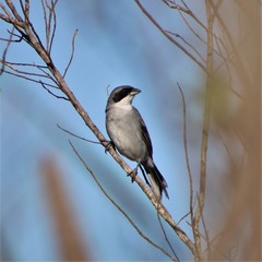 Neothraupis fasciata