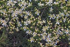 Gutierrezia solbrigii