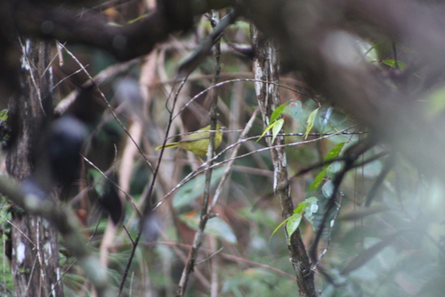 Flavescent Warbler (Myiothlypis flaveola), photo 4