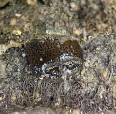 Bunodosoma cavernatum