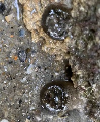 Bunodosoma cavernatum