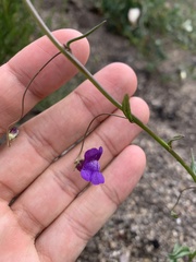Neogaerrhinum strictum
