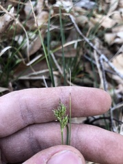 Carex floridana