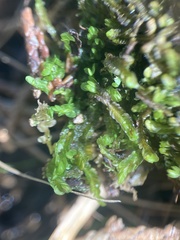 Odontoschisma sphagni