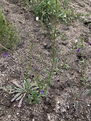 Neogaerrhinum strictum