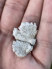 Schizophyllum commune