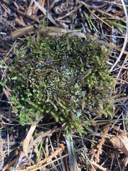 Odontoschisma sphagni