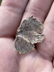 Schizophyllum commune