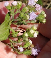 Tamaulipa azurea