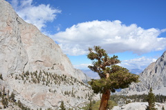 Pinus balfouriana austrina