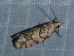 Epinotia subviridis