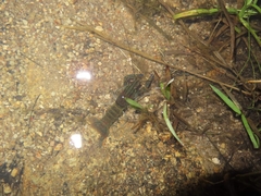 Cherax quadricarinatus