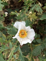 Romneya coulteri