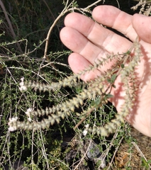 Aloysia gratissima