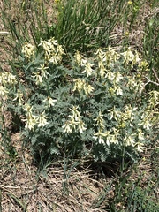 Astragalus drummondii