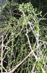 Aloysia gratissima