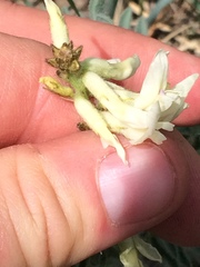 Astragalus drummondii