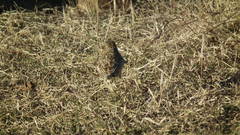 Chersomanes albofasciata