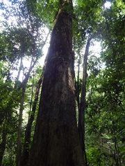 Terminalia amazonia