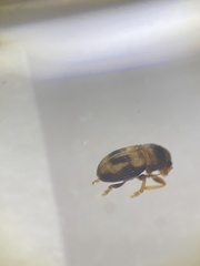 Micranthribus atomus